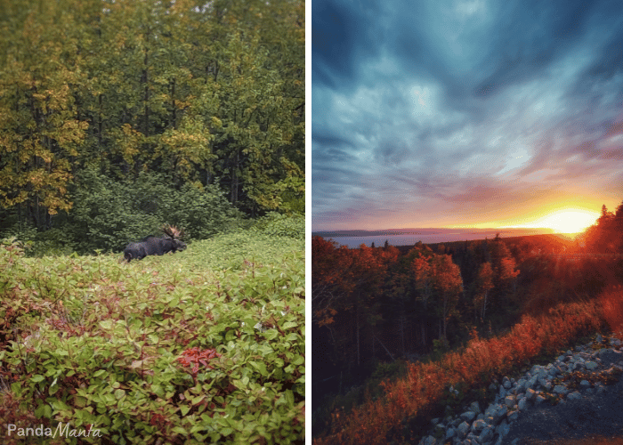 Orignal sauvage et coucher de soleil au Parc Forillon- Itinéraire Québec, Canada - PandaManta - Blog voyage