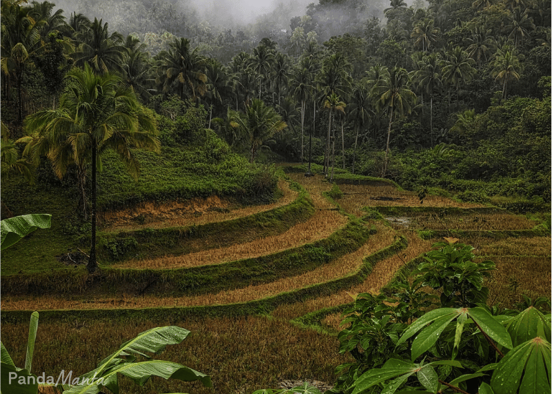 Philippines_Bohol_rizieres_can-umantad_falls_pandamanta_blog