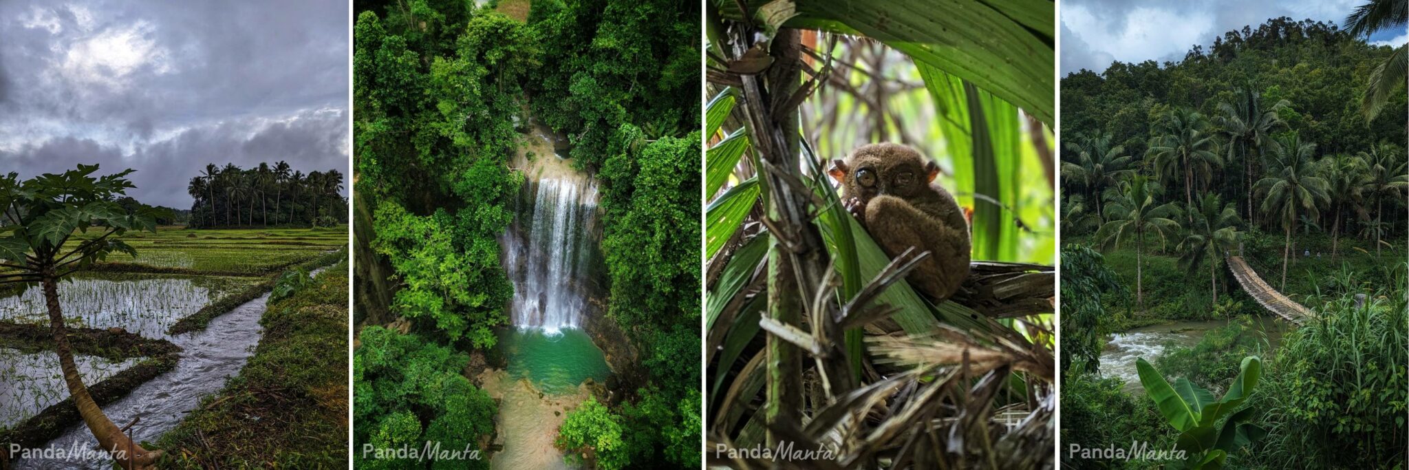 4 images de Bohol, Philippines - PandaManta - Blog voyage