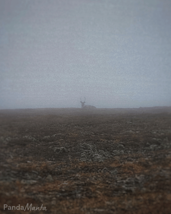 Caribou dans la brume au Mont Jacques Cartier - Itinéraire Québec, Canada - PandaManta - Blog voyage