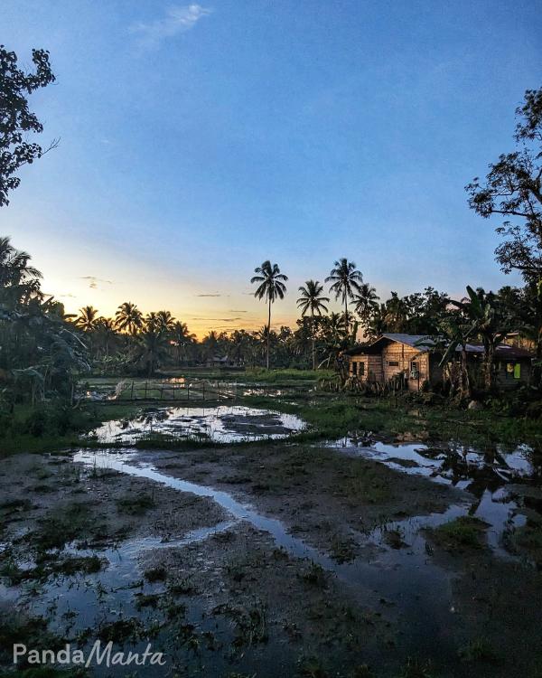 Rizières de Batuan, Bohol, Philippines