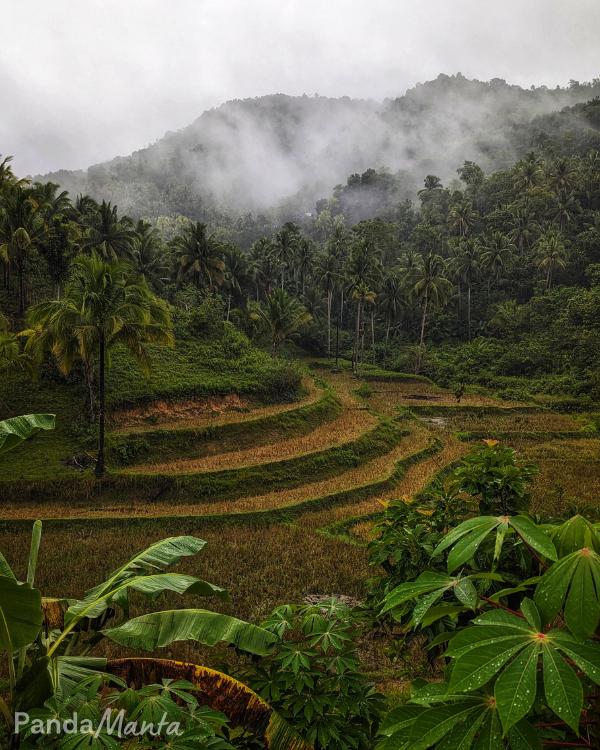 Rizières au centre de Bohol, Philippines