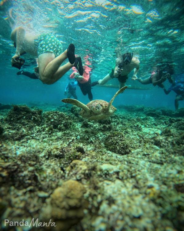 Island hopping à Panglao : une catastrophe pour les tortues - Bohol, Philippines