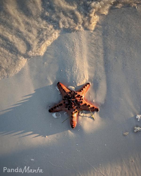 Etoile de mer sur une plage de Panglao, Bohol, Philippines