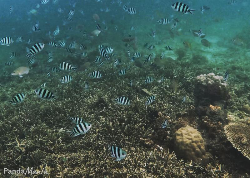 Snorkeling à El Nido, Philippines