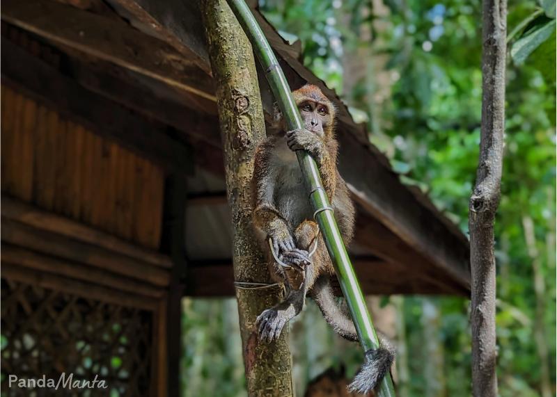 Singe de la rivière souterraine de Puerto Princesa, Palawan, Philippines