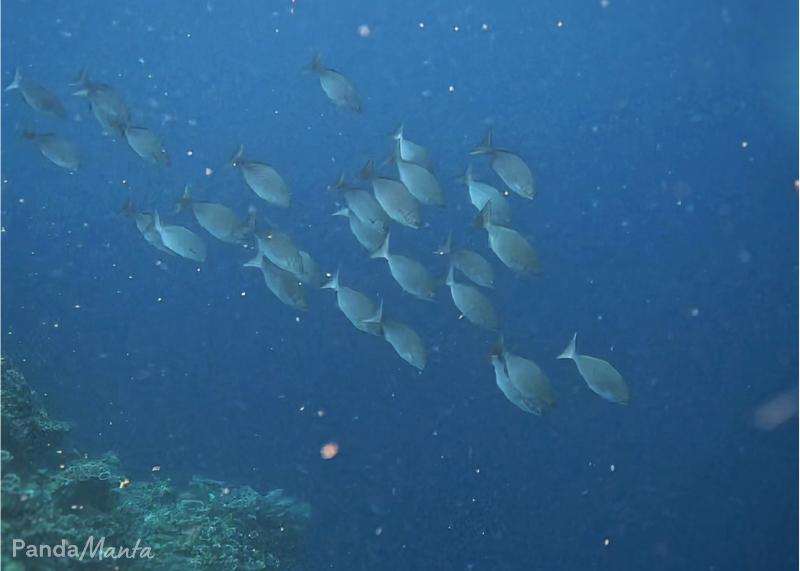 Banc de carangues en snorkeling - Panglao, Bohol, Philippines