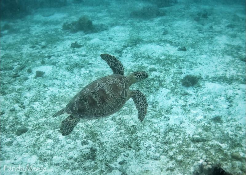 Tortue en snorkeling à Panglao, Bohol, Philippines