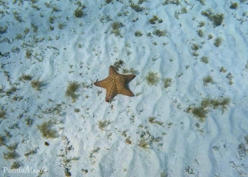 Etoile_de_mer_ElCielo_Isla_Cozumel_pandamanta_blog