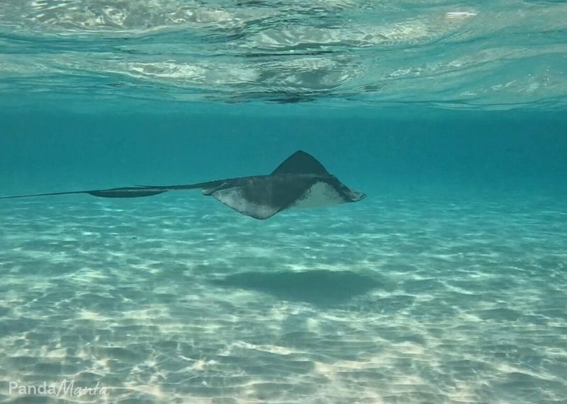 Isla Cozumel (Mexique) : le guide complet