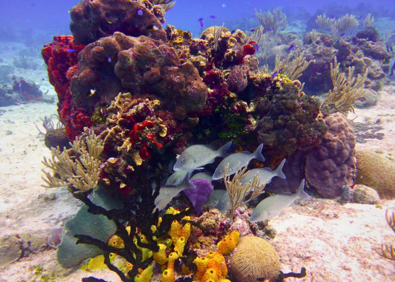 Snorkeling Isla Cozumel