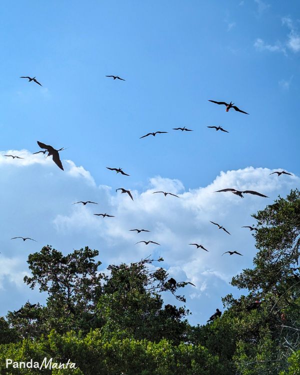 Île aux oiseaux dans la réserve de Sian Ka'an au Mexique