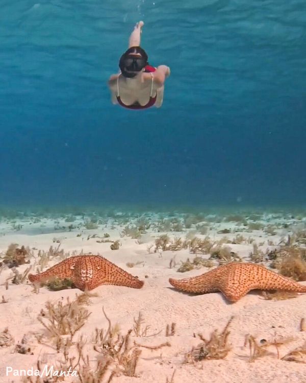 Sous l'eau au milieu des étoiles de mer à Isla Cozumel au Mexique