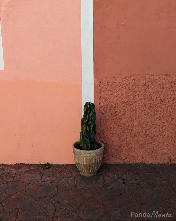 Cactus dans une ruelle colorée de Valladolid