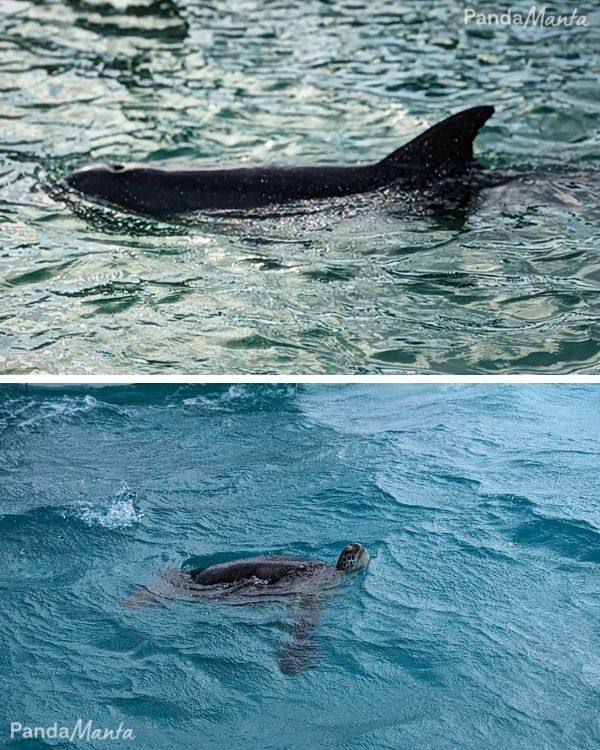 Dauphin et tortue dans la réserve de Sian Ka'an au Mexique
