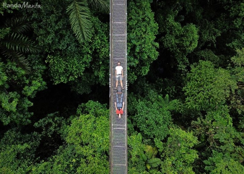 Passerelle au milieu de la jungle du Costa Rica - Pandamanta - Blog voyage
