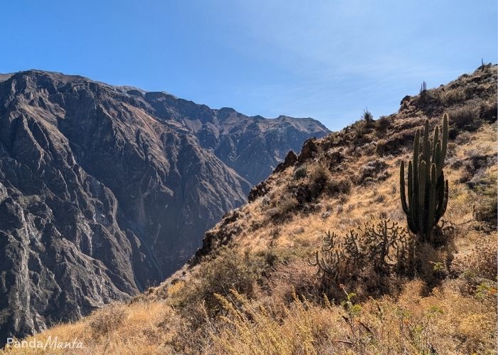 Découvrir le canyon de Colca - PandaManta - Blog voyage