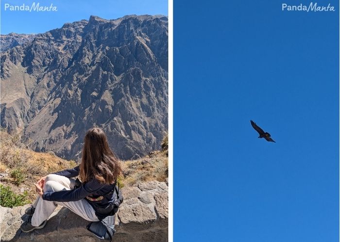Les condors du canyon de Colca - PandaManta - Blog voyage