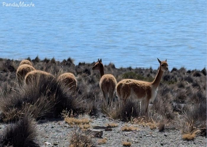 Vigognes au Pérou - PandaManta - Blog voyage