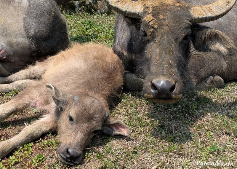 Les activités à Sapa - PandaManta - Blog voyage