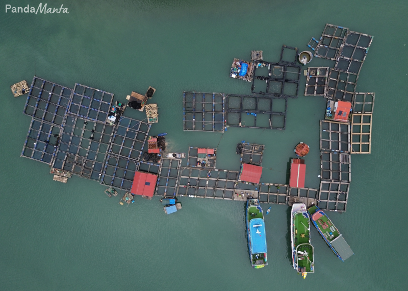 Elevage flottant dans la baie de Lan Ha - PandaManta - Blog voyage